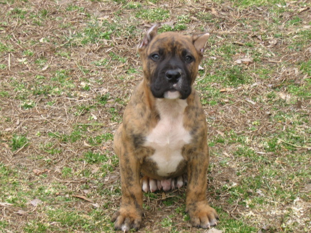 reverse brindle bullmastiff